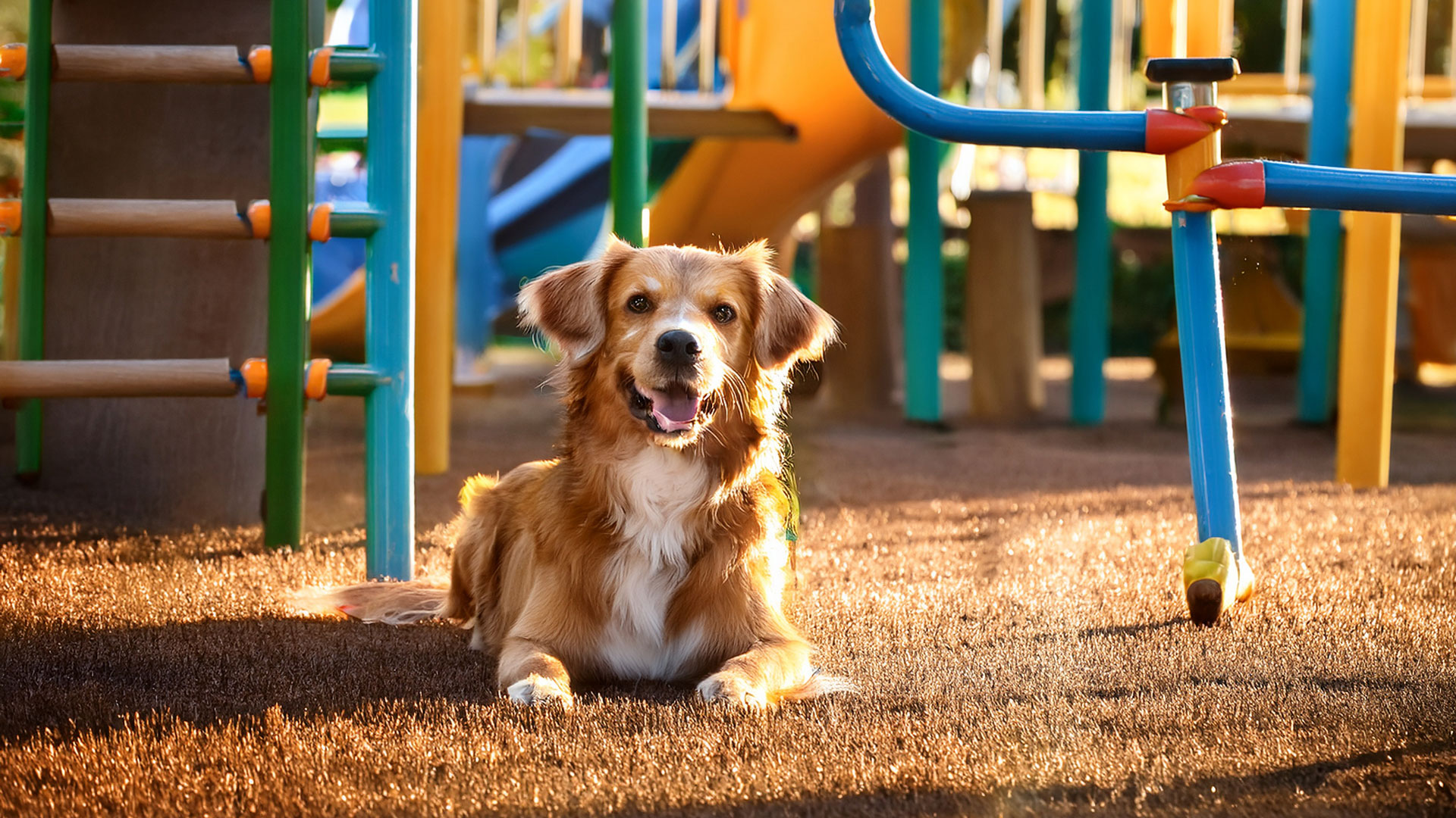 Regulamento Pet Park