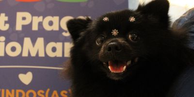 Regulamento Pet